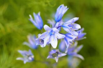 A Spanyol Kékcsengő virágai gyönyörű kék színben pompáznak, zöld háttér előtt.
