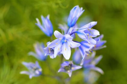Spanyol Kekcsengo Hyacinthoides hispanica