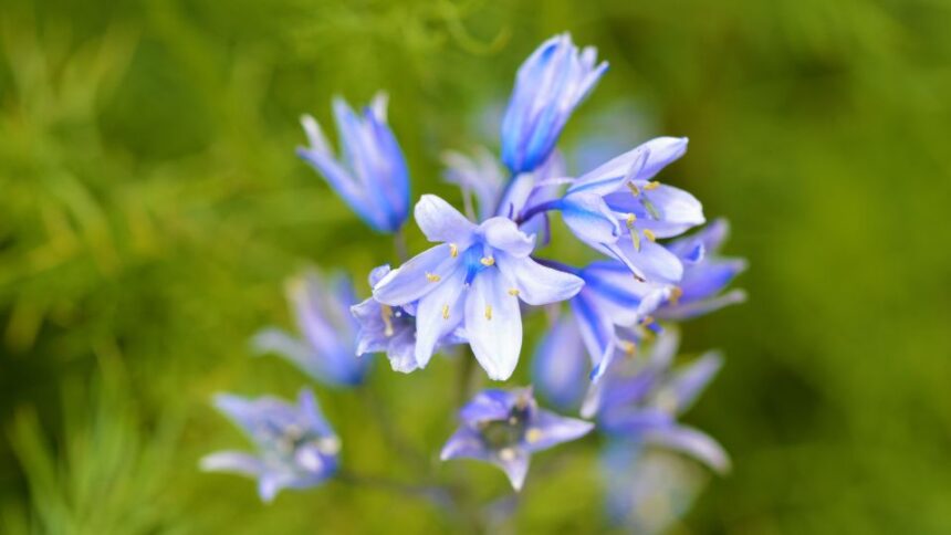Spanyol Kekcsengo Hyacinthoides hispanica