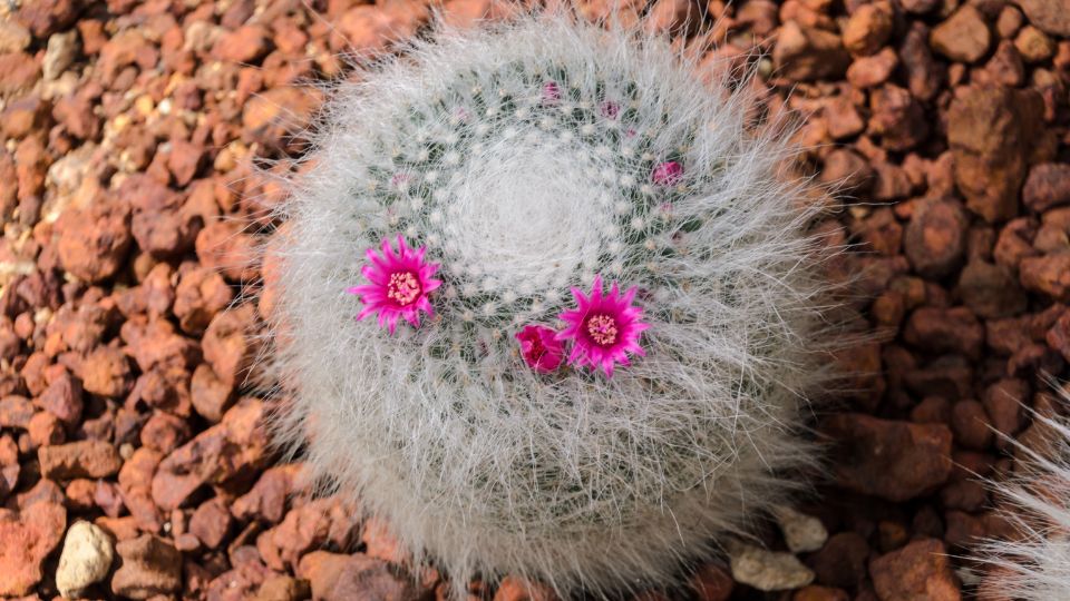 Szemolcskaktusz Mammillaria 1