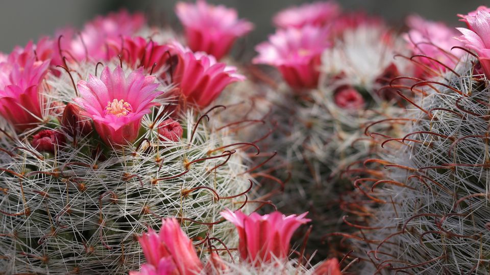 Szemolcskaktusz Mammillaria 2