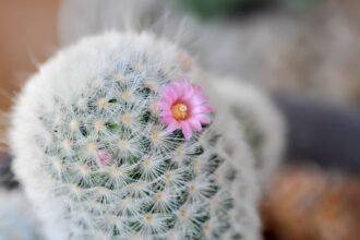 Egy szőrszálas szemölcskaktusz pink virággal, barátságos kert hangulatban.