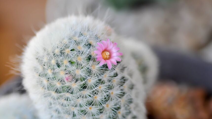 Szemolcskaktusz Mammillaria