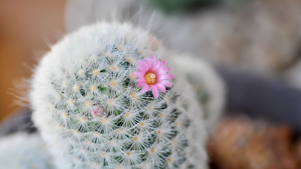 Egy szőrszálas szemölcskaktusz pink virággal, barátságos kert hangulatban.