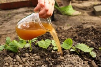 Egy kéz természetes tápoldatot önt egy fiatal növényre a kertben.