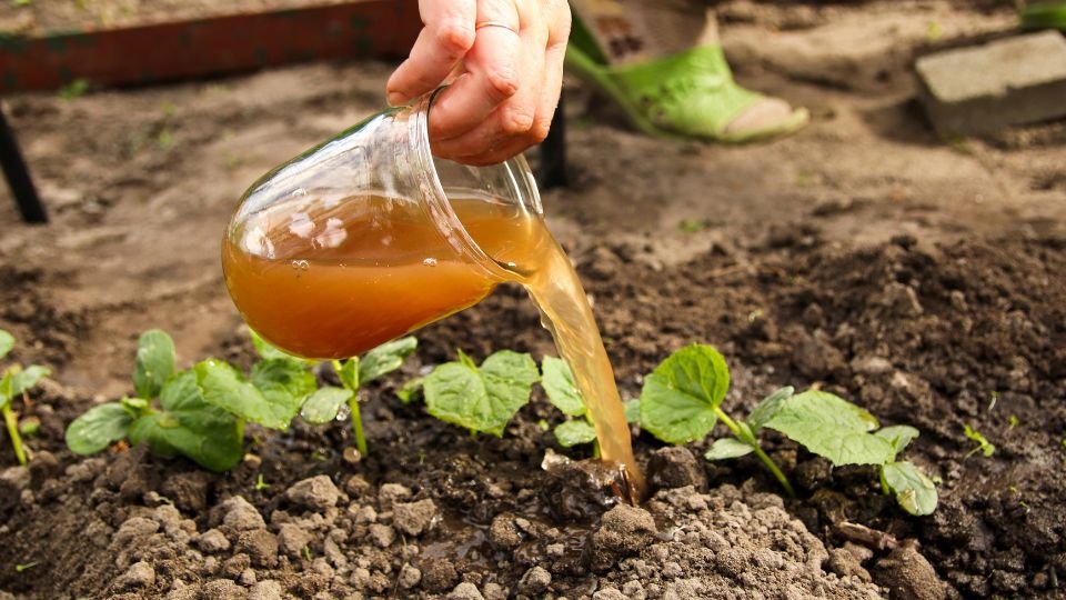Egy kéz természetes tápoldatot önt egy fiatal növényre a kertben.