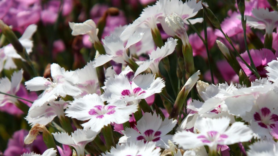 Tollas szegfu Dianthus plumarius 1