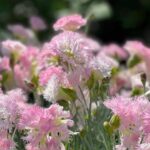 Tollas szegfu Dianthus plumarius