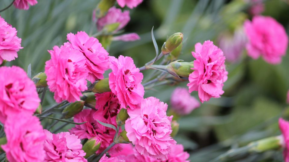 Tollas szegfu Dianthus plumarius 2