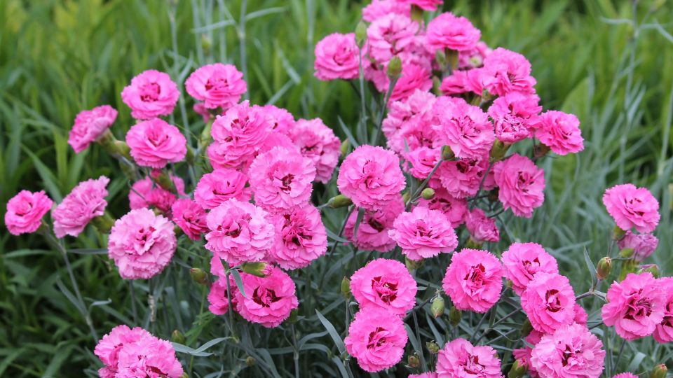 Tollas szegfu Dianthus plumarius 3