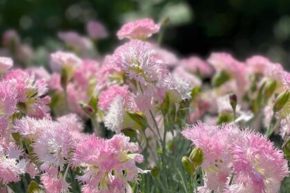 Tollas szegfu Dianthus plumarius
