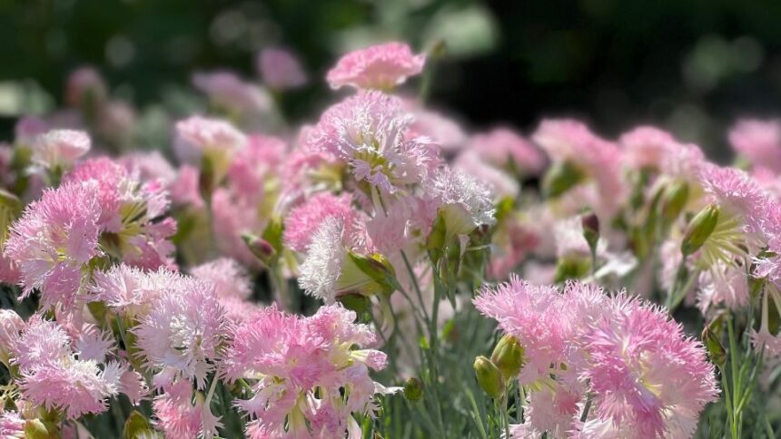 Tollas szegfu Dianthus plumarius