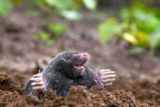 Egy vakond a földből kibújva, körülötte zöld növények, barátságos és játékos megjelenés.