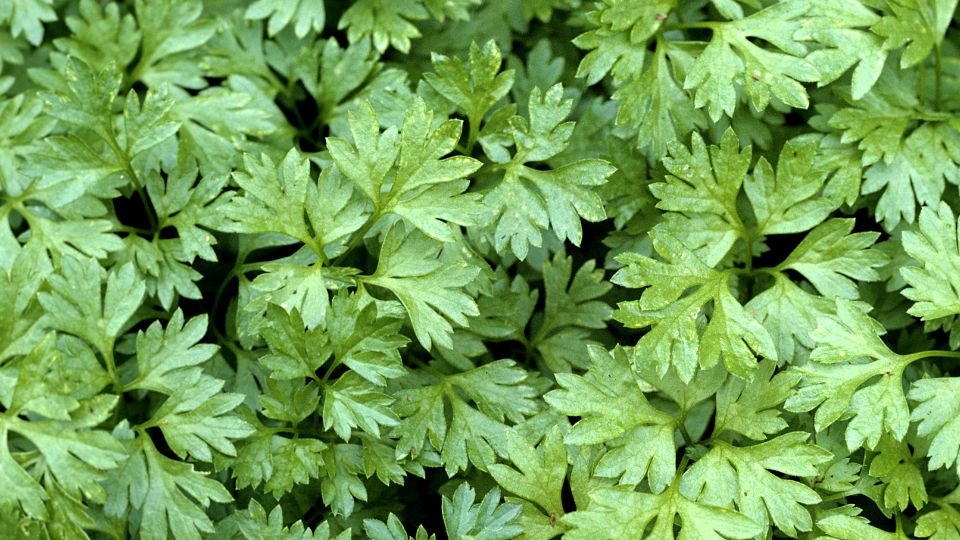Zamatos turbolya Anthriscus cerefolium 1