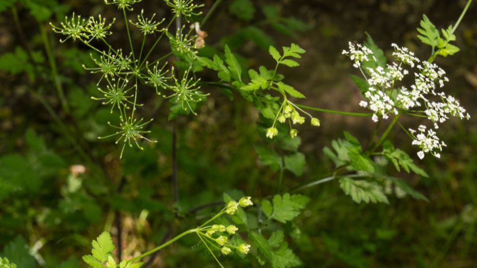 Zamatos turbolya Anthriscus cerefolium 2