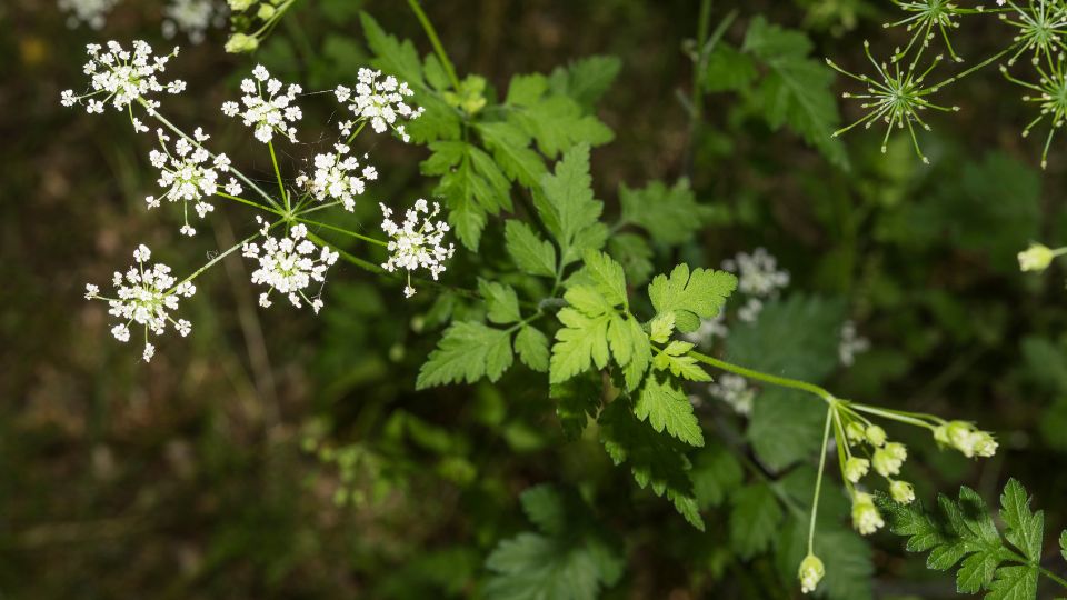 Zamatos turbolya Anthriscus cerefolium 3