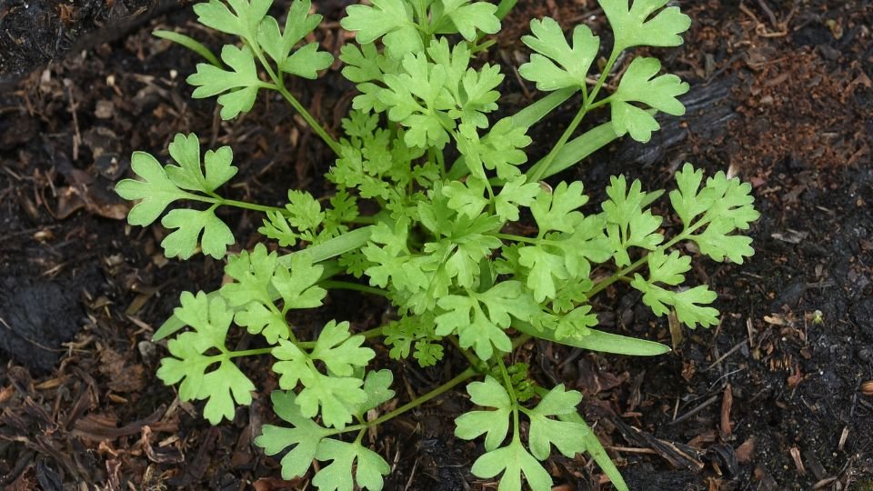 Friss, zöld zamatos turbolya növény a földben, egészséges levelekkel.