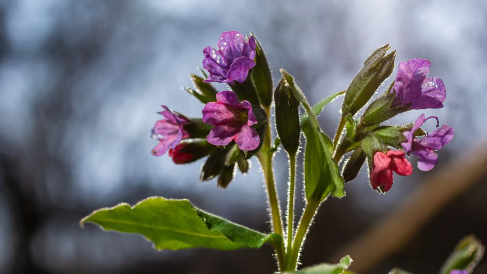 barsonyos tudofu Pulmonaria mollis 1