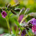 barsonyos tudofu Pulmonaria mollis