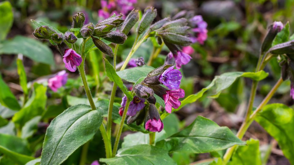 barsonyos tudofu Pulmonaria mollis 2