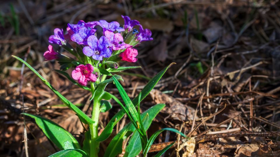 barsonyos tudofu Pulmonaria mollis 3