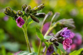 barsonyos tudofu Pulmonaria mollis