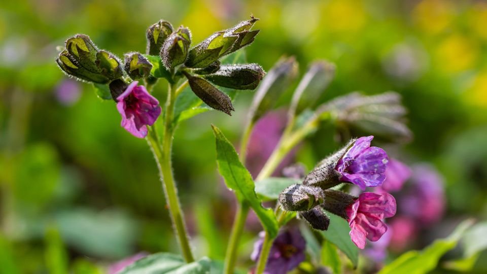 Bársonyos tüdőfű virágai, lila és rózsaszín árnyalatokban, zöld levelek között.