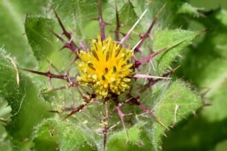 A benedekfű sárga virágzata zöld, tüskés levelek között, természetes környezetben.