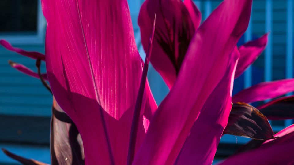 bunkoliliom Cordyline terminalis „Atom 2