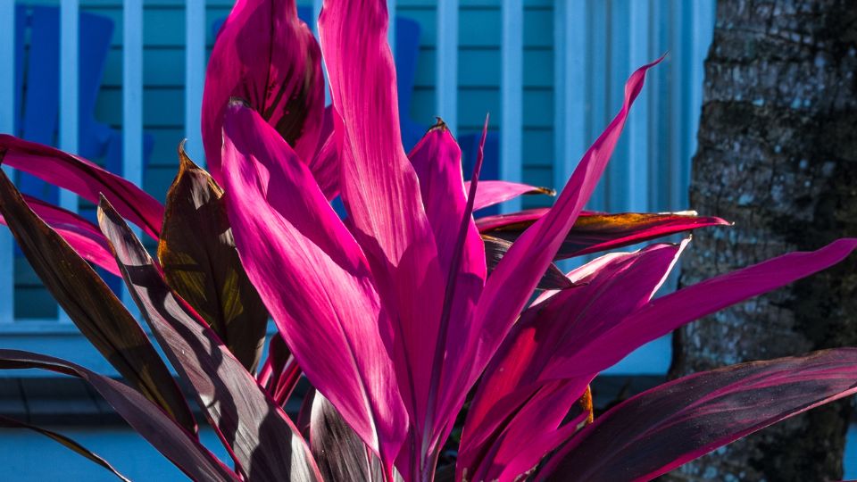 bunkoliliom Cordyline terminalis „Atom 3