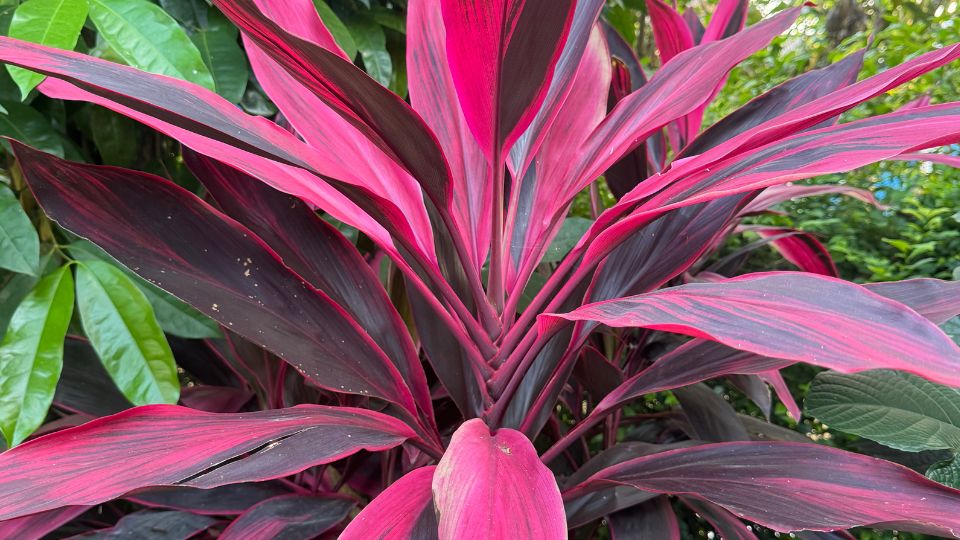 bunkoliliom Cordyline terminalis „Atom 4