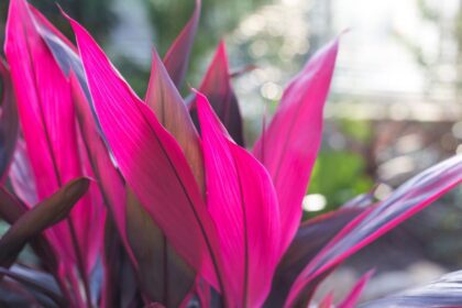 bunkoliliom Cordyline terminalis „Atom 1