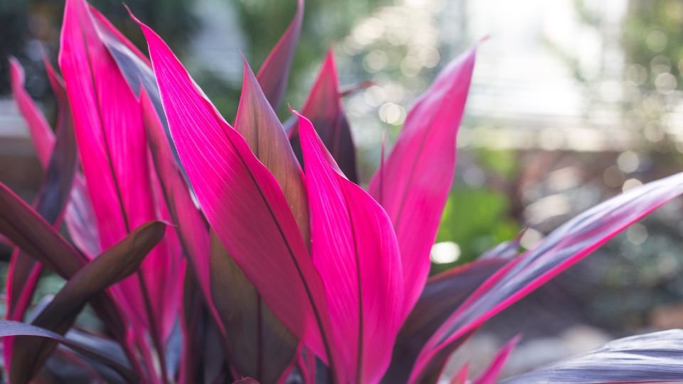 A bunkóliliom élénk rózsaszín levelei ragyognak a napfényben, gyönyörű háttérrel.