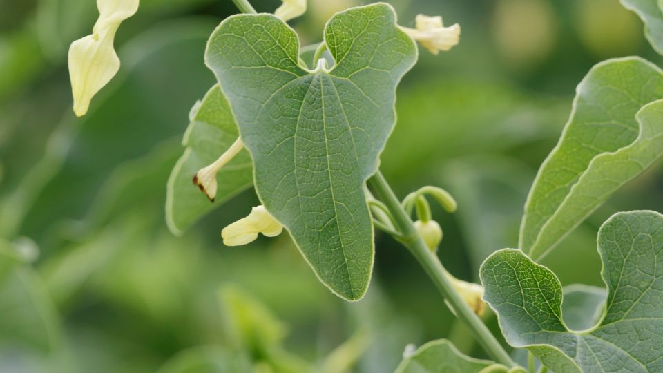 farkasalma Aristolochia clematitis 1