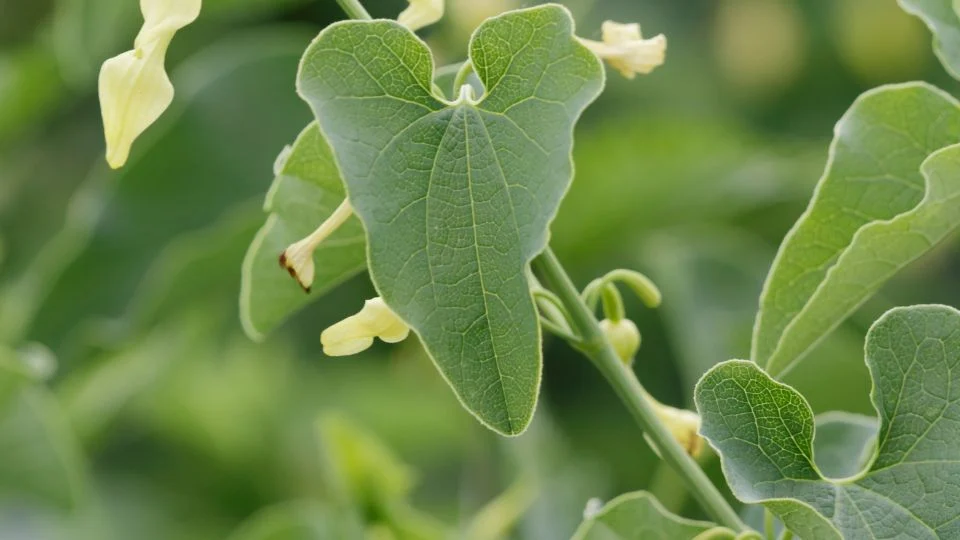 Farkasalma (Aristolochia clematitis) zöld levelei és sárga virágai a természetben.