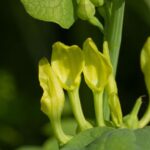 farkasalma Aristolochia clematitis