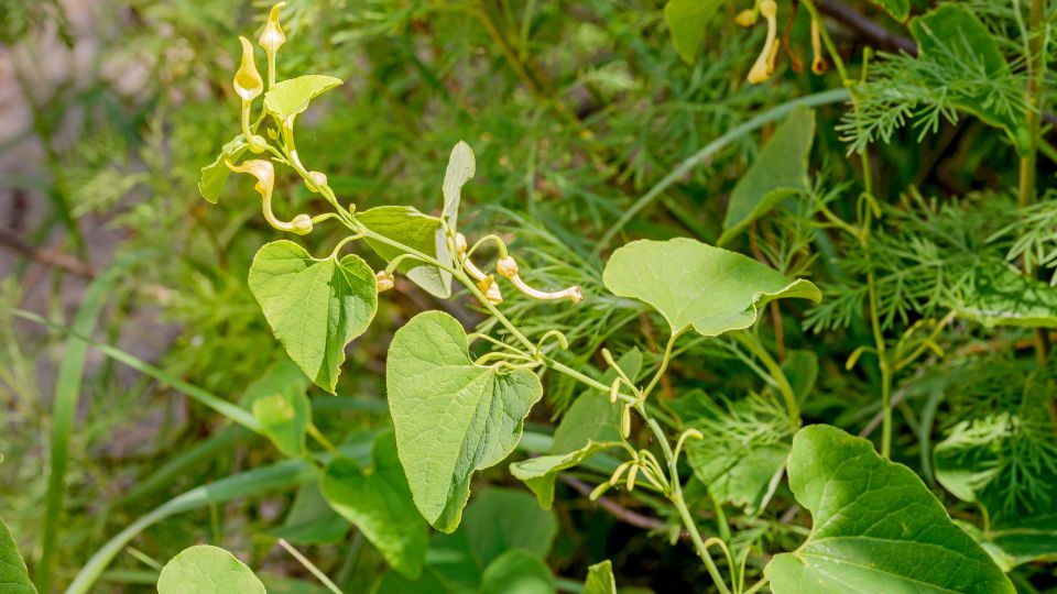 farkasalma Aristolochia clematitis 2