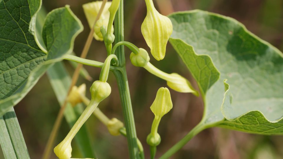 farkasalma Aristolochia clematitis 3