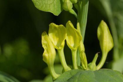 farkasalma Aristolochia clematitis