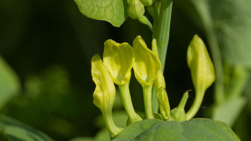 farkasalma Aristolochia clematitis