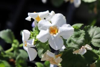 Fehér virágú egynyári növény, zöld levelekkel, napfényben virágzik.