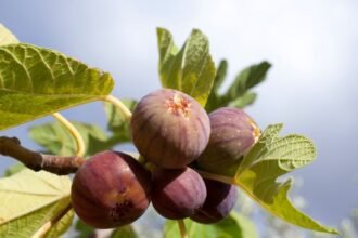 Érett fügék zöld levelek között, a napfényben ragyognak.