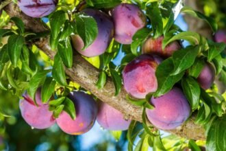 Érett szilvák lóg egy gyümölcsfán, zöld levelek között.