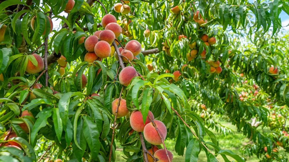 Zöld levelek között érő, zamatos őszibarackfák a kertben, napfényben csillognak.