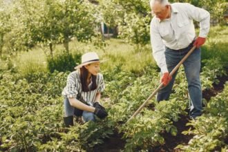 Kertészkedés egy gyönyörű zöld kertben, ahol egy fiatal nő és egy idősebb férfi közösen dolgozik a növények között.