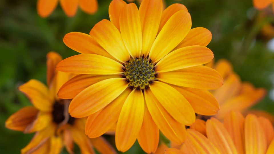 Körömvirág (Calendula)