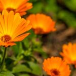 koromvirag Calendula