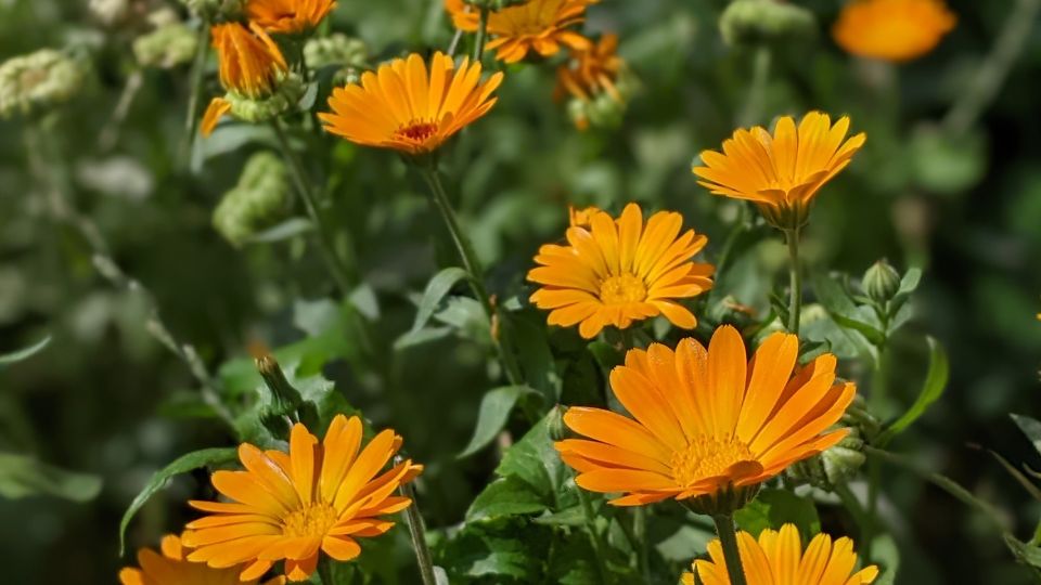 Körömvirág (Calendula)