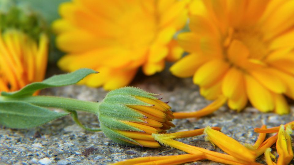 Körömvirág (Calendula)