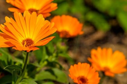 koromvirag Calendula